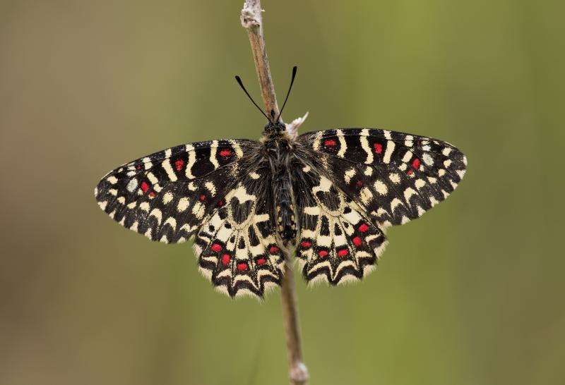 DNA suggests that the diversity of European butterflies could be seriously underestimated