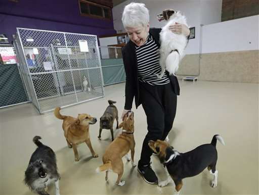 Dog flu outbreak gained foothold at urban doggie day cares