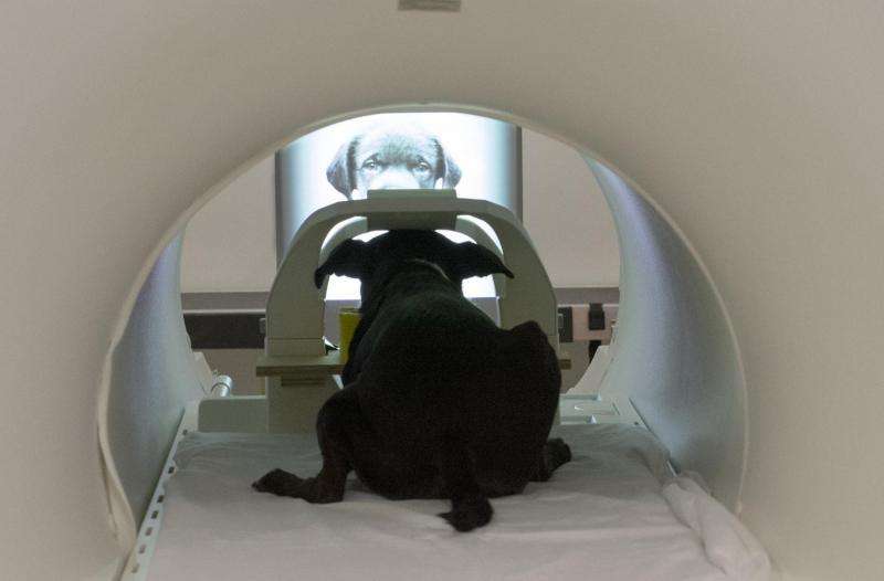 Dogs process faces in specialized brain area, study reveals