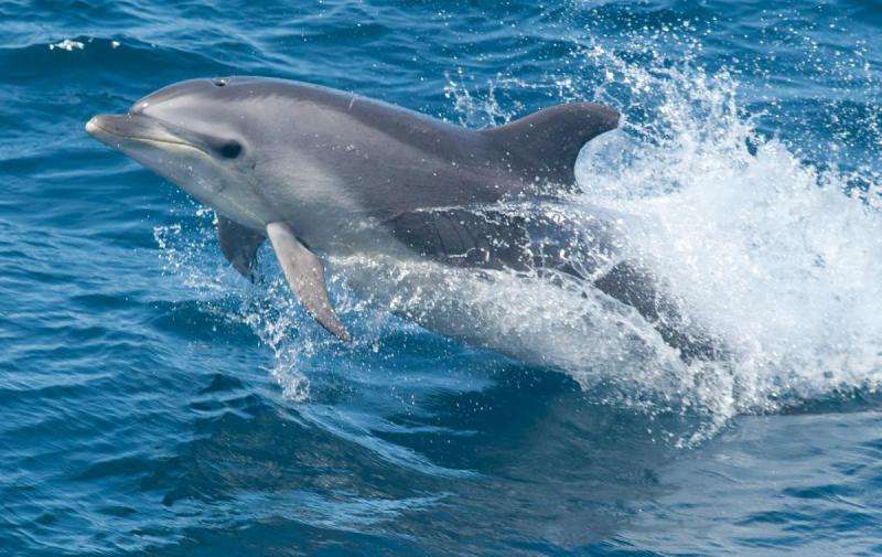 Dolphin-disease outbreak shows how to account for the unknown when tracking epidemics