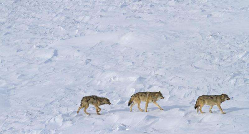 Down to 3 wolves on Isle Royale