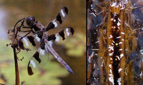Dragonfly gut infections suggest environmental role in obesity