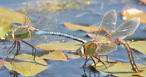 Dragonfly watch – find those fast and furious insects