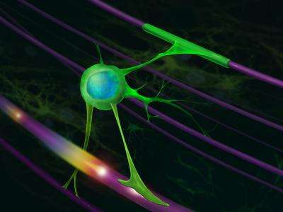 Driving myelination by actin disassembly