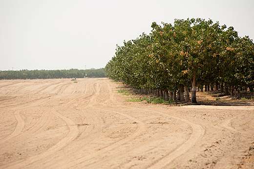 Drought costs California agriculture $1.84B and 10,100 jobs in 2015