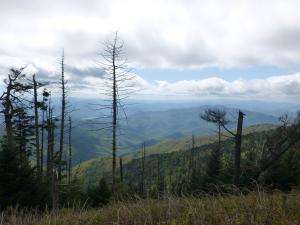 Drought Implicated In Slow Death Of Trees In Southeastern Forests