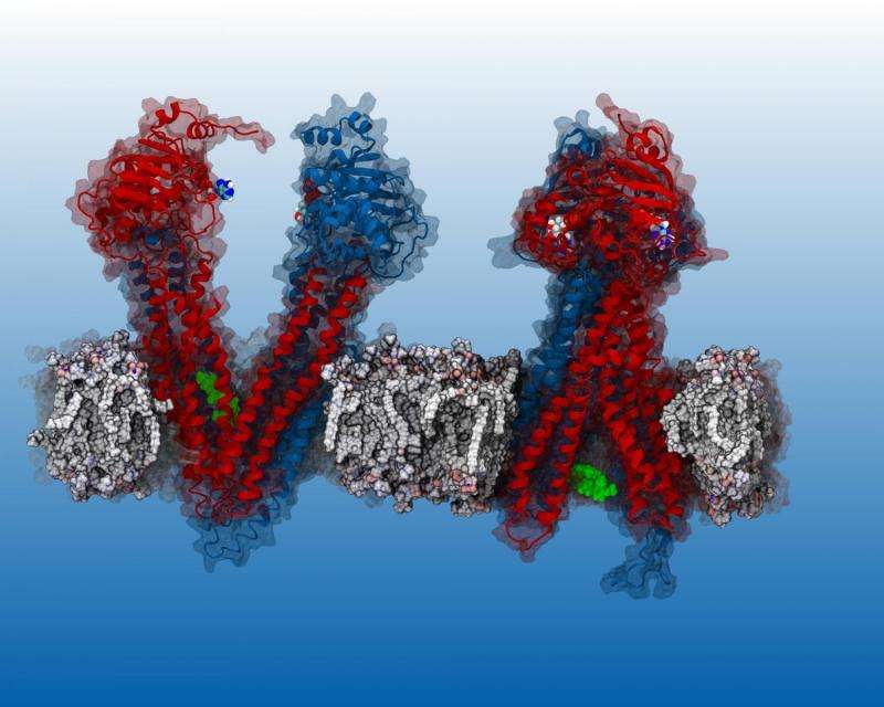 Drugs behave as predicted in computer model of key protein, enabling cancer drug discovery