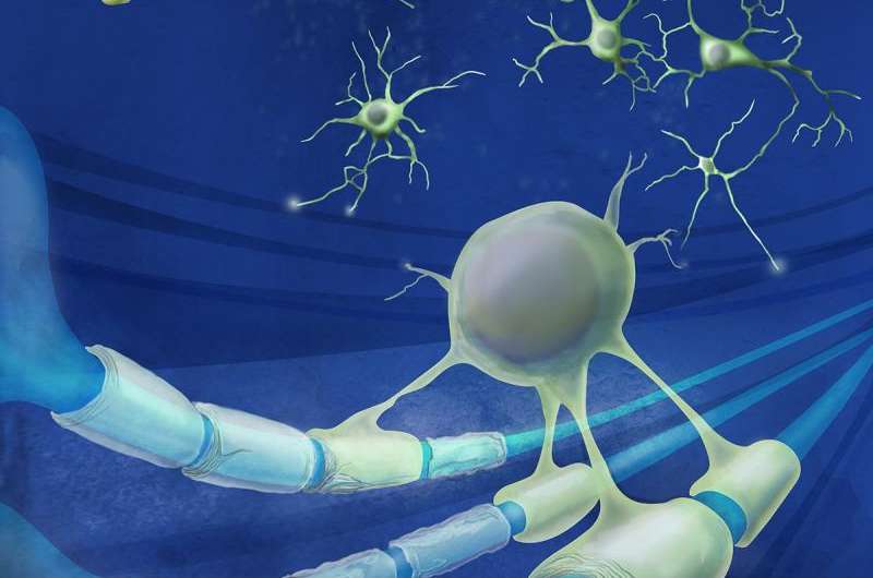 Drugs stimulate body's own stem cells to replace brain cells lost in multiple sclerosis