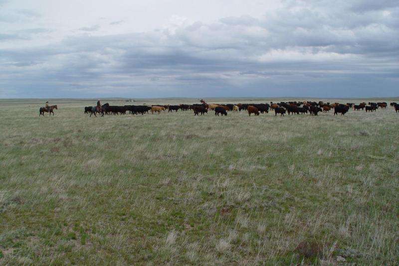 Dryland cattle - North Dakota Northern Plains