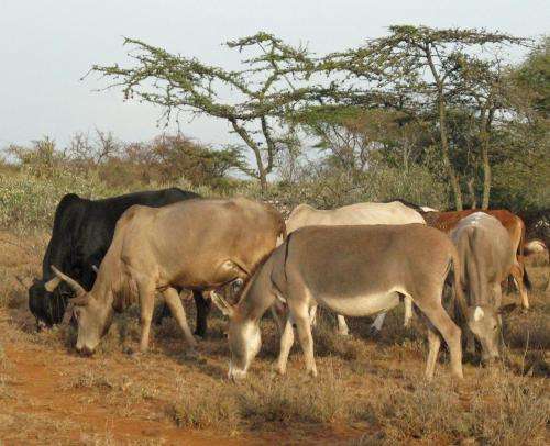 Early herders' grassy route through Africa