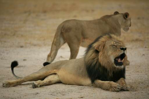 Early in July, Cecil the lion, the posterchild of Zimbabwean wildlife, was killed outside Hwange park by US trophy hunter Walter