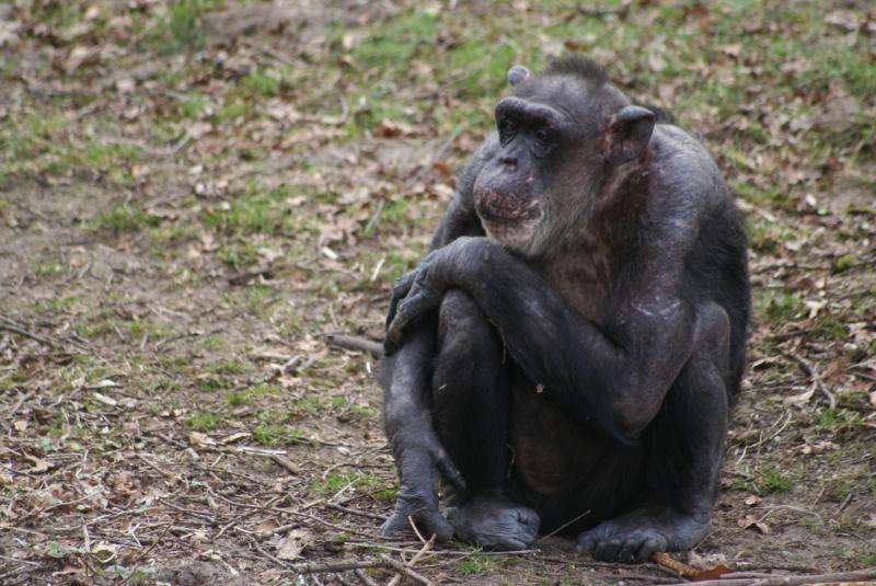 Early maternal loss has lifelong effects on chimpanzees
