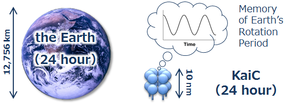 Earth's daily rotation period encoded in an atomic-level protein structure