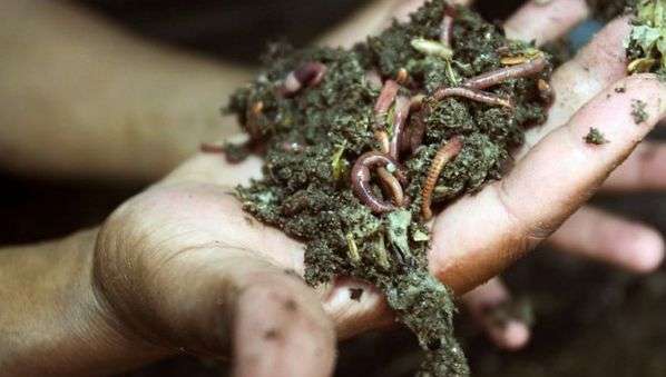 Earthworms help smallholders increase crop yields