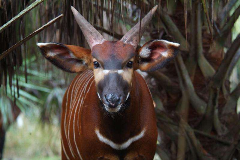 East African bongo antelope