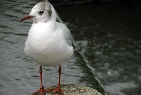 Eating habits of gulls match their surroundings