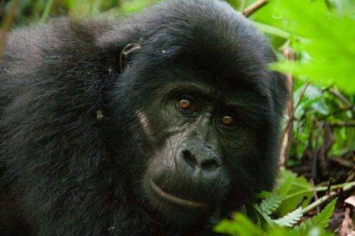 Ebola virus has wiped out a third of the population of chimps and gorillas