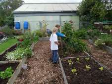Edible gardens in New Zealand schools promote healthier choices, according to study