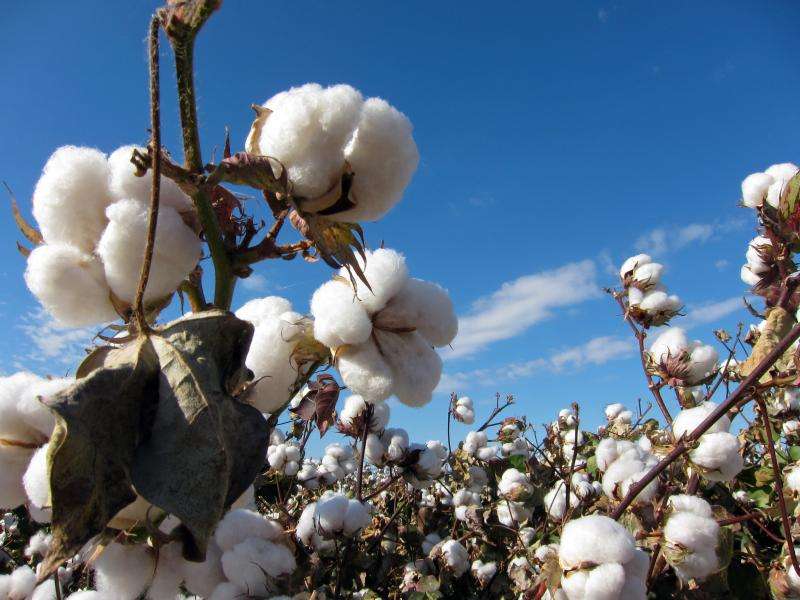 Efficient fungus paralyzes and kills pathogens that cause losses in cotton crops