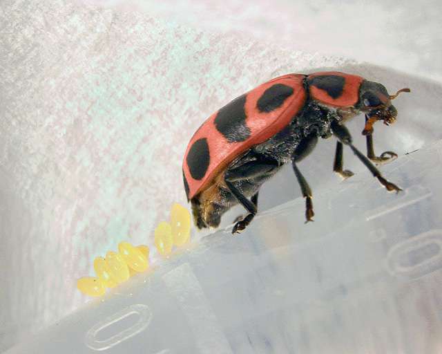 Egg cage system may bolster native ladybug's biocontrol prospects
