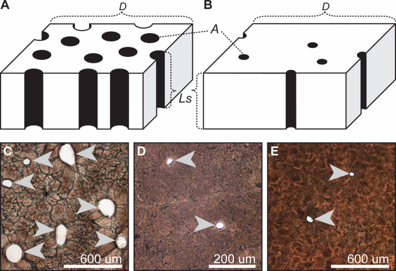 Eggshell porosity can be used to infer the type of nest built by extinct archosaurs