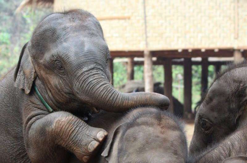 Elephants born when mothers are stressed age faster and produce fewer offspring