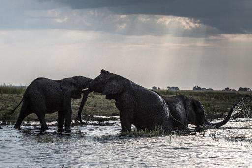 Elephants in the waters of the Chobe river in Botswana Chobe National Park, in the northeast of the country