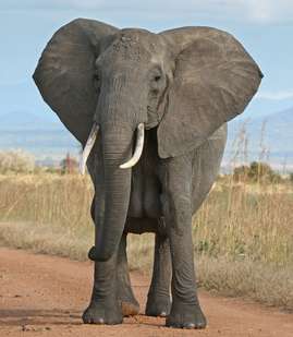 Elephants provide big clue in fight against cancer