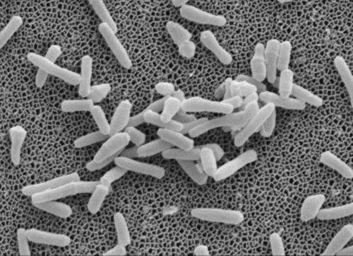 Elucidating the origin of MDR tuberculosis strains