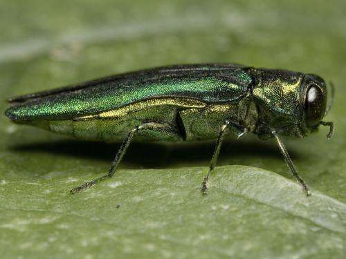 Emerald ash borer confirmed as threat to white fringetree