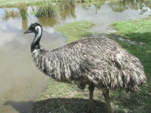 Emu movements chronicled in seed dispersal project