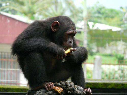 Endangered chimpanzees may experience drastic habitat loss within 5 years