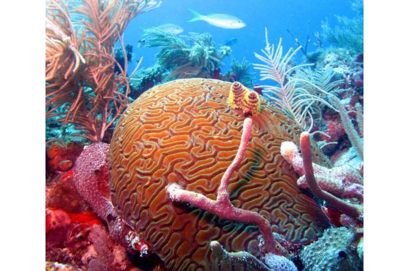 Endangered corals smothered by sponges on overfished Caribbean reefs