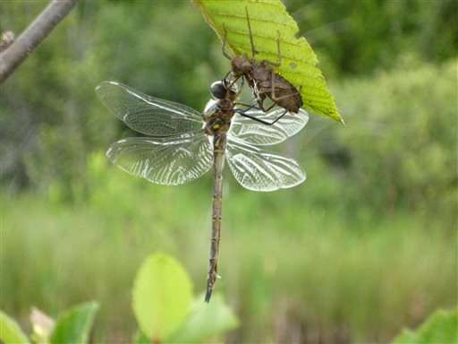 Endangered dragonflies, raised in captivity, being released