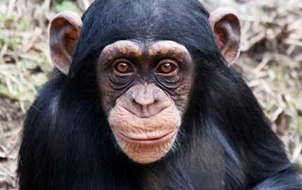 Endangered eastern chimpanzees inhabit rapidly shrinking Ugandan forest fragments