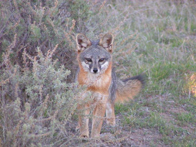 Endangered foxes on Catalina Island get promising treatment to reduce ear tumors