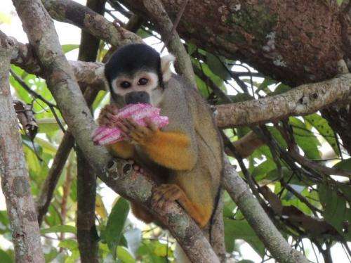 Endangered monkeys in the Amazon are more diverse than previously thought, study finds