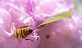 Enhancing honey bee populations by increasing beneficial pollinator flowers