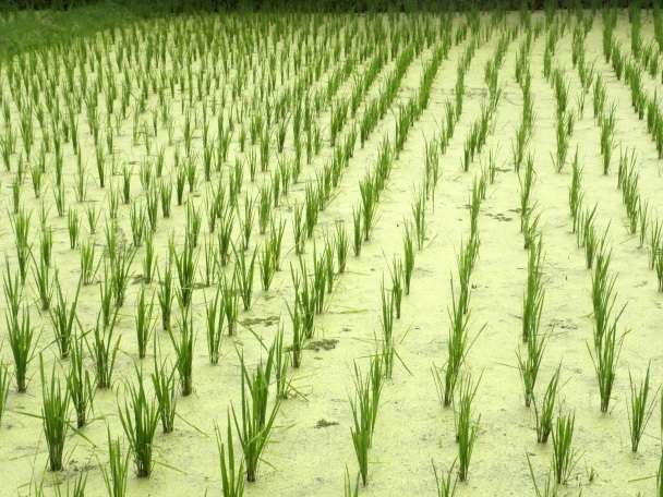 Enhancing rice production during climate change in Malaysia