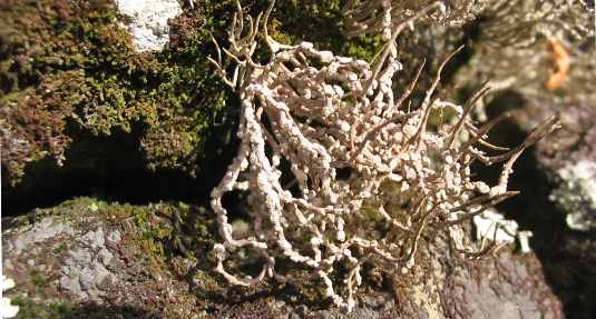 Enigmatic lichen-derived compound synthesized