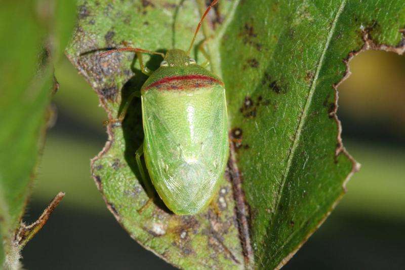 Entomologists sniff out new stink bug to help soybean farmers control damage