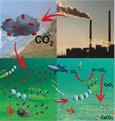 Enzymatic micromotor-driven CO2 sequestration in water