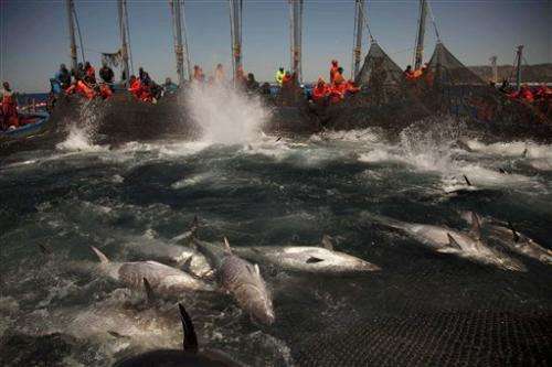 EU, others: Catch plans for Bluefin tuna threaten recovery