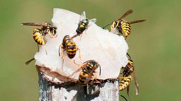 European wasps gather strength in Kalgoorlie