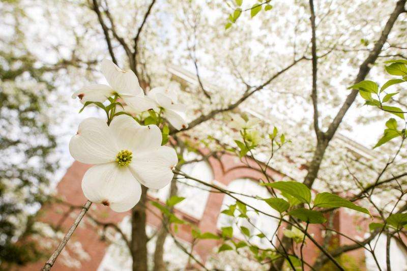 Every dogwood has its day: Dogwood Genome Project calls on citizen scientists for help