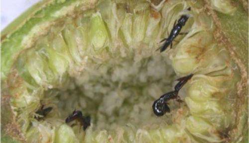 Every time a fig is born there is a wasp massacre