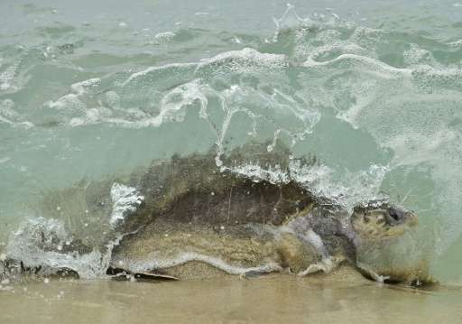Every year, six of the seven species of sea turtles in the world nest on the coasts of Mexico between July and March