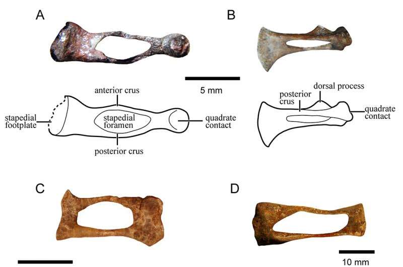 Evolution of our mammalian ancestor's ear bone -- first detailed study