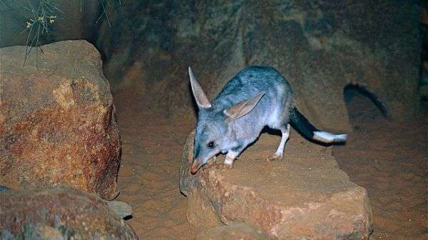 Evolution provides ‘leg up’ for bandicoots and bilbies