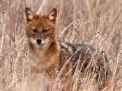 Expansion of golden jackal across Europe creates tricky legal issues